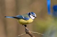 Blue tit